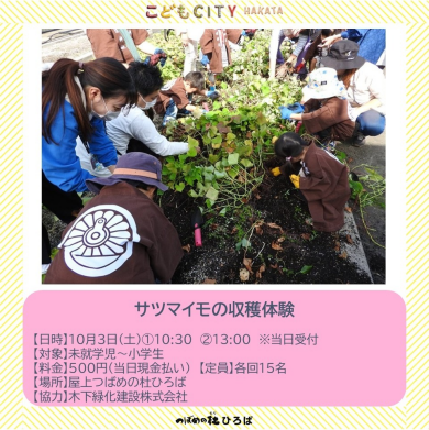 サツマイモ収穫体験
