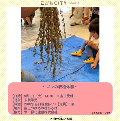 ゴマの収穫体験