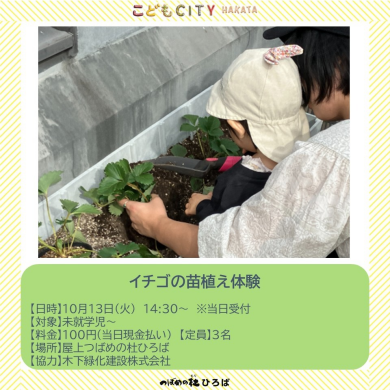 イチゴの苗植え体験