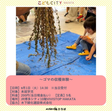 ゴマの収穫体験