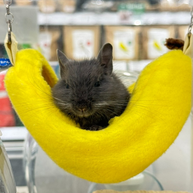 小さなペットのハンモック