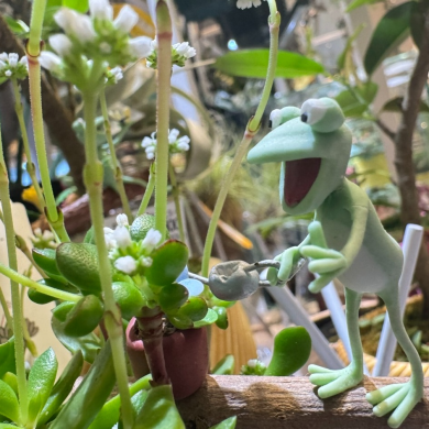 アドニスのピック