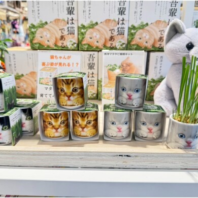 小さなおちょこの、かわいい子「ねこ草」