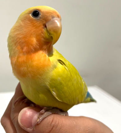 P2のインコたち