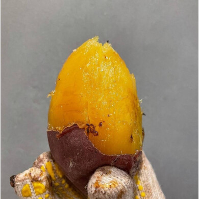 『京都芋屋・芋と野菜』11月13日(木)～12月2日(火) 期間限定オープン！＠DEITOS 1F