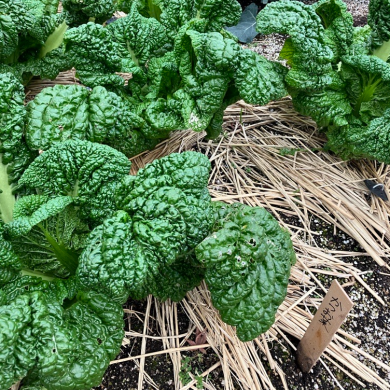 ブログ更新！冬のお野菜「ちぢみホウレン草」って知ってる？