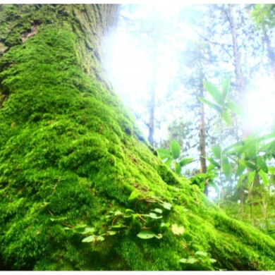 いとしのコケ ~コケテラリウム~