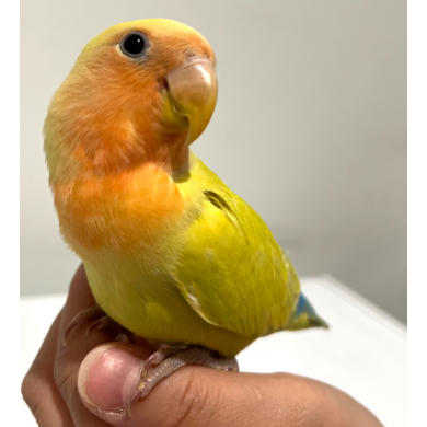 P2のインコたち